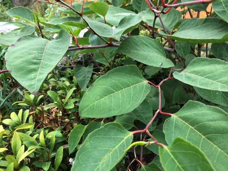 pgl-invasive-species-knotwood