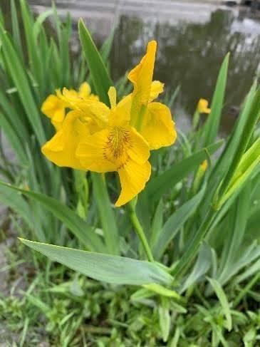 pgl-invasive-species Noxious yellow flag iris<br />