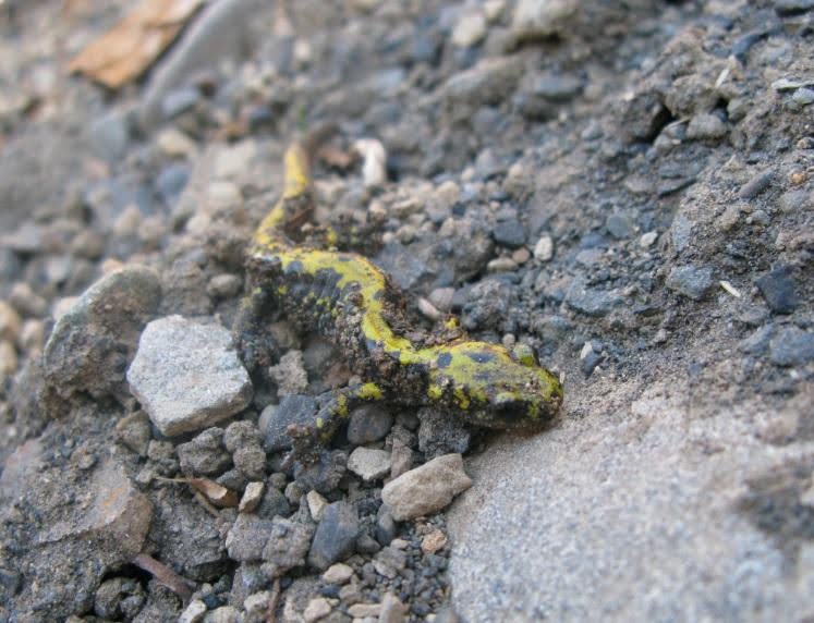 Reptile We have really tiny biologists to get into the small places.<br />