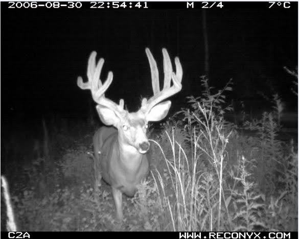 Deer This is a photo of a deer at night time.